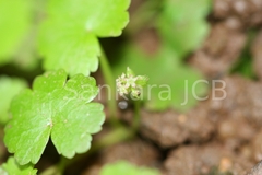 Hydrocotyle sibthorpioides